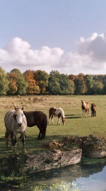 Vente chevaux islandais 