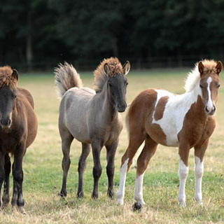 Débourrage de chevaux