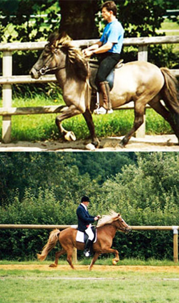 Elevage et dressage de chevaux